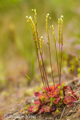 Drosera rotundifolia (Rundblättriger Sonnentau), 26.7.2015