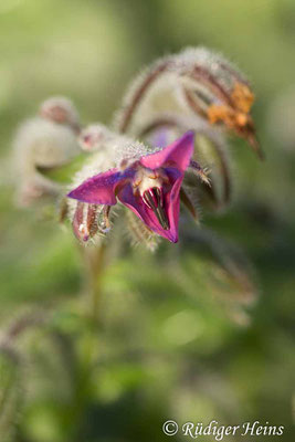 Borretsch (Borago officinalis), 22.11.2021 - Makroobjektiv 100mm f/2.8