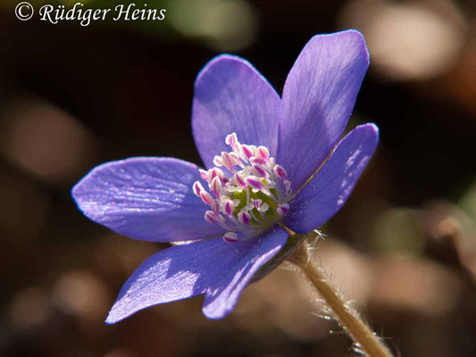 Hepatica nobilis (Leberblümchen)