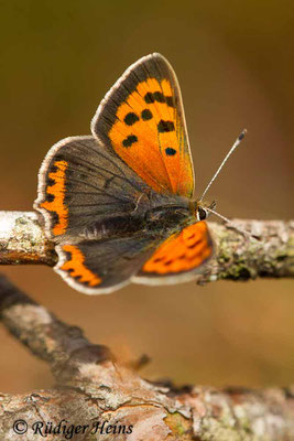 Lycaena phlaeas (Kleiner Feuerfalter), 7.10.2019