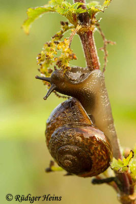 Arianta arbustorum (Gefleckte Schnirkelschnecke), 15.8.2013