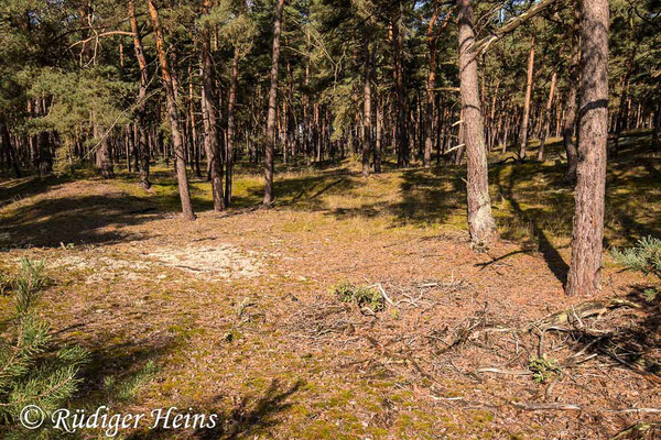 Choerades ignea (Zinnober-Mordfliege) Habitat, 23.8.2021