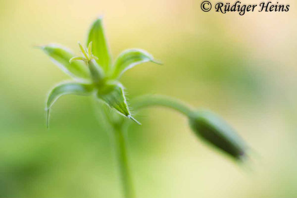 Geranium endressii (Basken-Storchschnabel), 14.6.2024