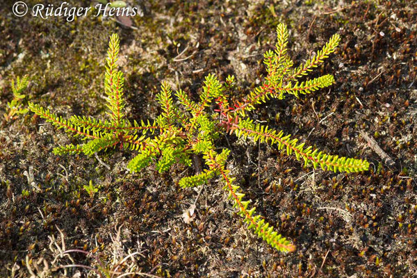 Empetrum nigrum (Schwarze Krähenbeere), 4.9.2017