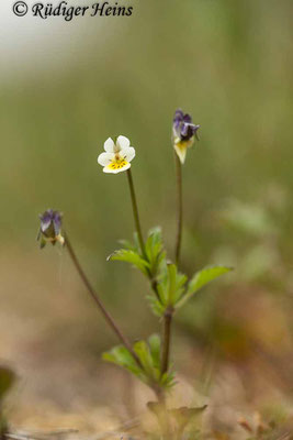 Viola arvensis (Acker-Stiefmütterchen), 18.5.2020