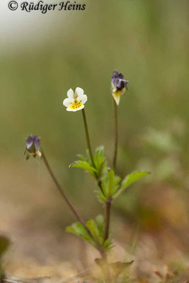 Viola arvensis (Acker-Stiefmütterchen), 18.5.2020