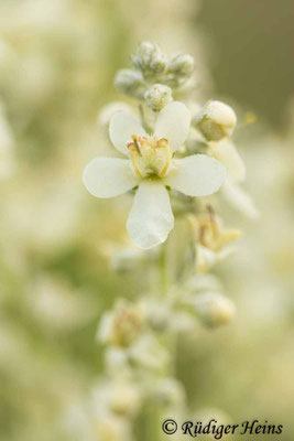 Verbascum lychnitis (Mehlige Königskerze), 20.7.2021