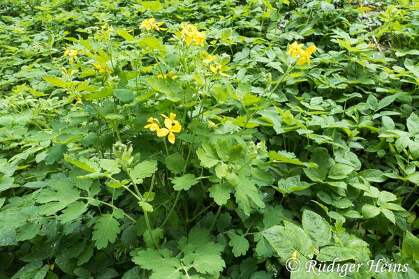 Chelidonium majus, Schöllkraut