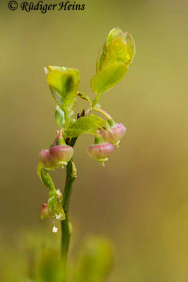 Vaccinium myrtillus (Heidelbeere), 17.4.2024
