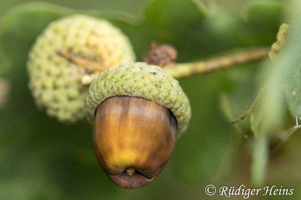 Quercus robur (Stieleiche)
