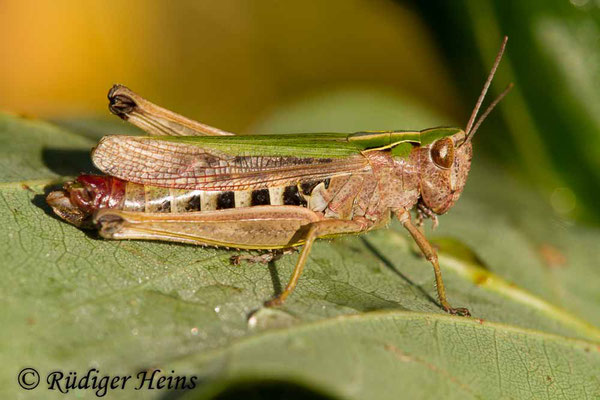 Stenobothrus lineatus (Heidegrashüpfer) Weibchen, 14.9.2017