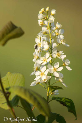 Prunus padus (Gewöhnliche Traubenkirsche)