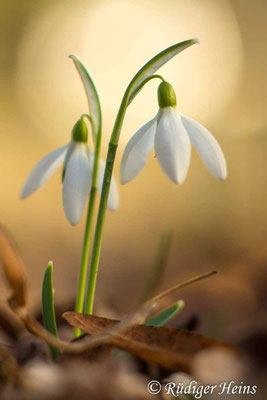 Galanthus nivalis (Schneeglöckchen)