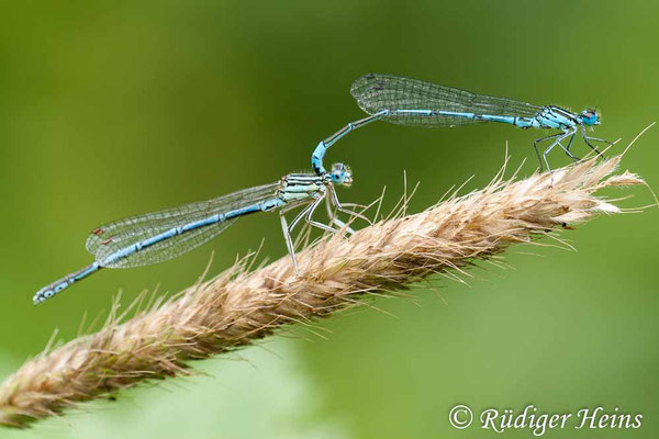 Coenagrion puella (Hufeisen-Azurjungfer) Männchen Fehlpaarung mit Platycn. pennipes, 28.6.2009