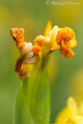 Iris pseudacorus (Sumpf-Schwertlilie), 12.6.2019