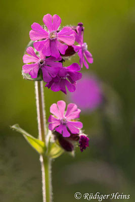 Silene dioica, Rote Lichtnelke