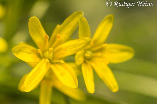 Gagea lutea (Wald-Gelbstern), 26.3.2020