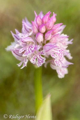 Neotinea tridentata (Dreizähniges Knabenkraut), 30.4.2024