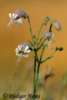 Silene vulgaris (Taubenkropf-Leimkraut), 31.8.2018