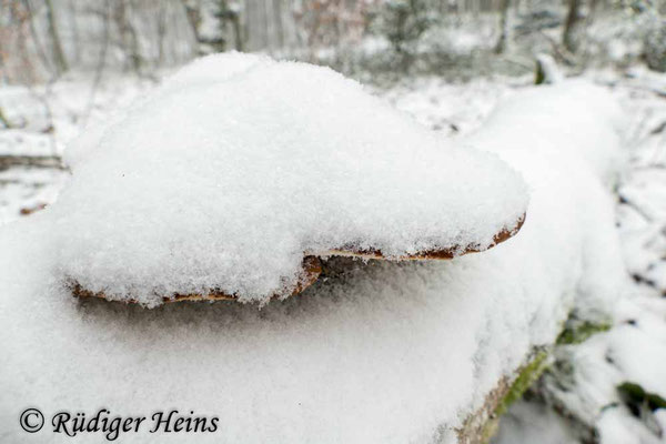 Fomitopsis betulina (Birkenporling), 29.1.2021