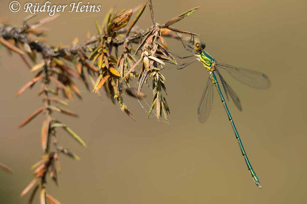 Lestes virens (Kleine Binsenjungfer) Männchen, 23.7.2024