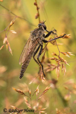 Neoepitriptus arthriticus (Seiden-Raubfliege) Männchen