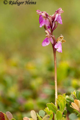 Orchis spitzelii (Spitzel's Knabenkraut), 31.5.2014