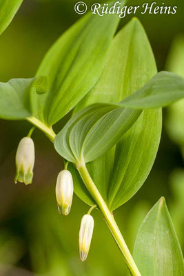 Polygonatum odoratum (Echtes Salomonssiegel), 19.5.2012