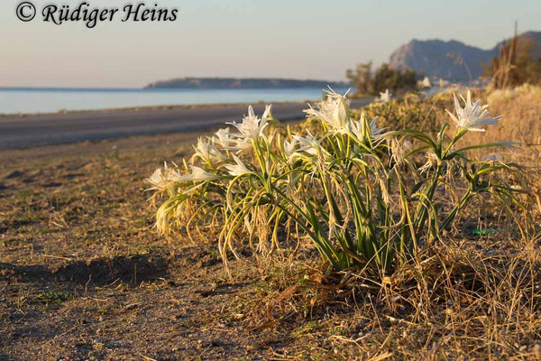 Dünen-Trichternarzisse (Pancratium maritimum), 11.10.2025 - Zoom 18-150mm f/3.5-6.3