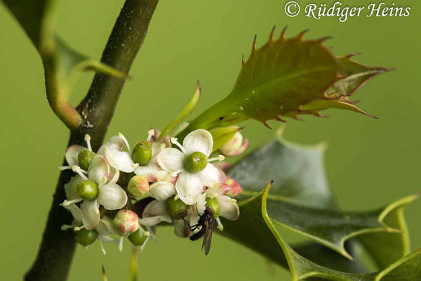 Ilex aquifolium (Europäische Stechpalme), 24.5.2023