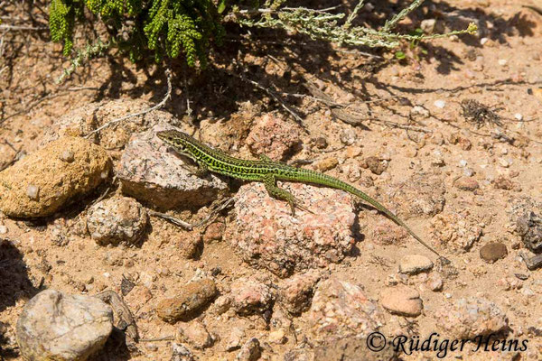 Podarcis tiliguerta (Tyrrhenische Mauereidechse)