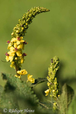 Verbascum nigrum (Schwarze Königskerze), 12.6.2022