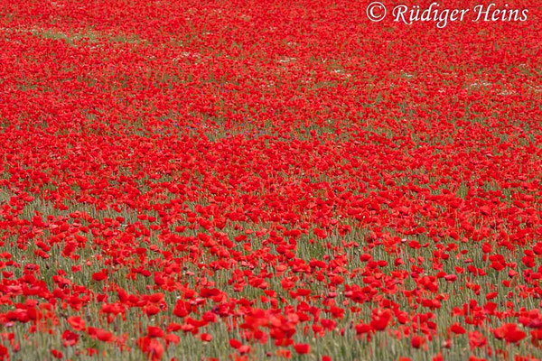 Papaver rhoeas, Klatschmohn