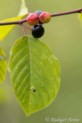 Rhamnus frangula (Faulbaum), 19.7.2023