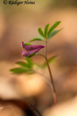 Corydalis intermedia (Mittlerer Lerchensporn), 31.3.2017