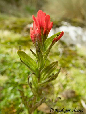 Castilleja nubigena (Scharfborstige Castilleje), 14.2.2020