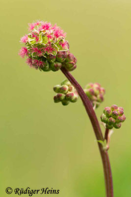 Sanguisorba minor (Kleiner Wiesenknopf)