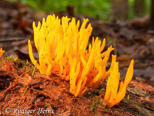 Calocera viscosa (Klebriger Hörnling), 29.8.2010