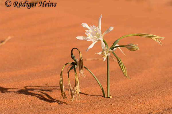 Pancratium sickenbergeri, 21.10.2018