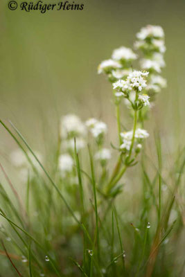 Galium harcynicum (Harzer Labkraut)
