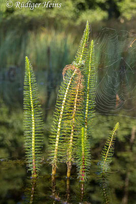 Hippuris vulgaris (Tannenwedel)