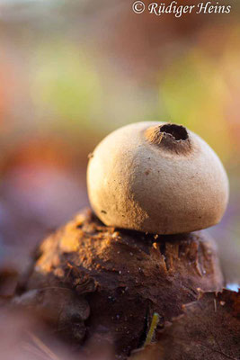 Geastrum triplex (Halskrausen-Erdstern), 8.12.2015