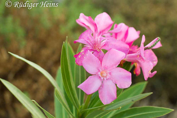 Nerium oleander (Oleander), 26.10.2015