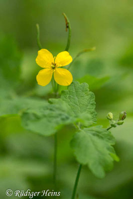 Chelidonium majus, Schöllkraut