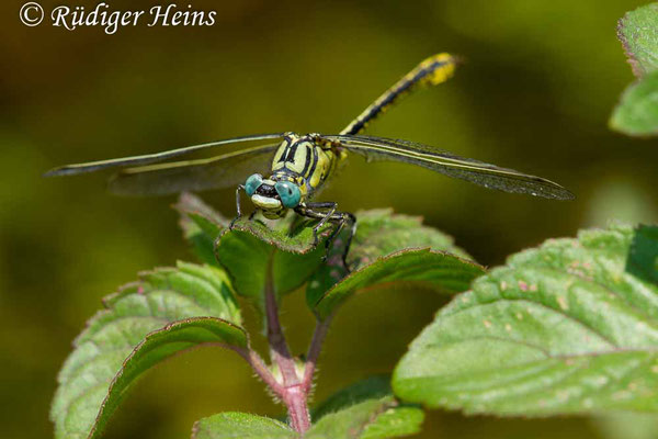 Gomphus simillimus (Gelbe Keiljungfer) Männchen, 21.6.2017