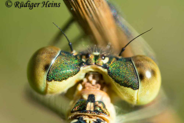 Südliche Binsenjungfer (Lestes barbarus) Männchen, 28.6.2023 - Lupenobjektiv 65mm f/2.8