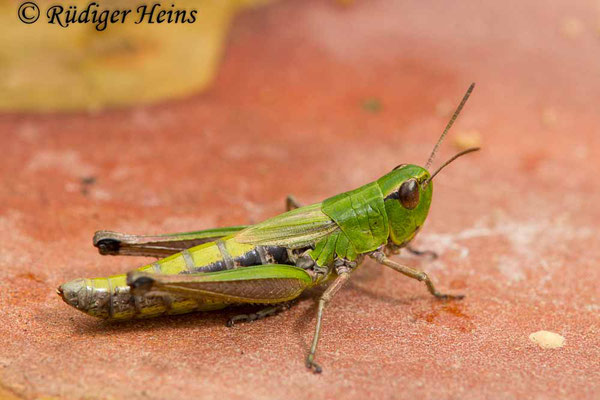 Pseudochorthippus parallelus (Gemeiner Grashüpfer) Weibchen, 20.9.2017