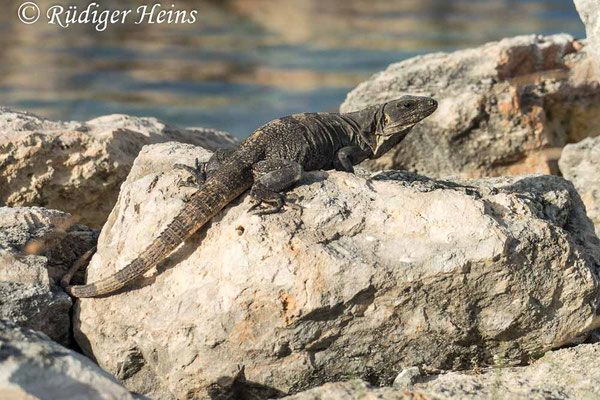 Ctenosaura similis (Gemeiner Schwarzleguan), 1.12.2023