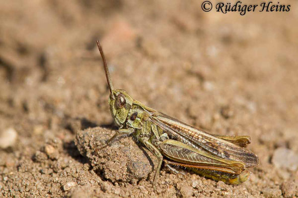 Chorthippus biguttulus (Nachtigall-Grashüpfer) Männchen, 4.9.2017