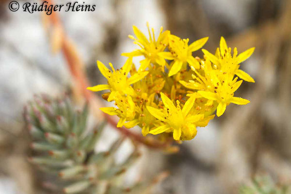 Sedum rupestre (Felsen-Fetthenne oder Tripmadam), 12.7.2015